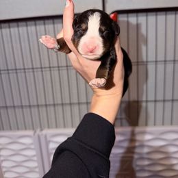 Bernese Mountain Dog puppies from Kallams Bernedoodles & Bernese Mountain Dogs