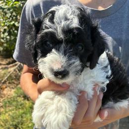 Bashful - Black and white male Cockapoo puppy in Adrian, Oregon from ApplebyFarm