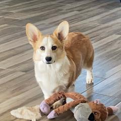 Rajah - Pembroke Welsh Corgi