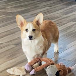 Rajah - Pembroke Welsh Corgi