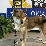 Naruto Ventus - Shikoku