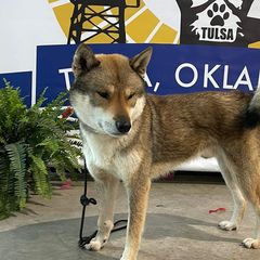 Naruto Ventus - Shikoku