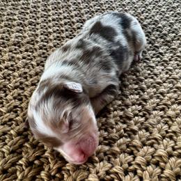 Boy 6 - Red merle male Australian Shepherd puppy in Zwingle, Iowa from Homestead Aussies & Doodles