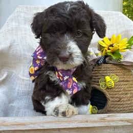 Deb - White and red female Bordoodle puppy in Canfield, Ohio from Poo's Doo's & Inu's