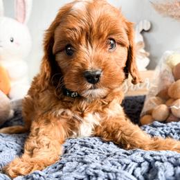 Harbor - Red male Cavapoo puppy in Tolleson, Arizona from Pixie Dust Cavaliers