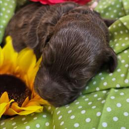 Iris, Pink collar - Brown female Cockapoo puppy in Pell City, Alabama from FurEver Young Kennels