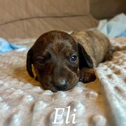 Eli - Brindle male Dachshund puppy in Aiken, South Carolina from State Eight Dachshunds