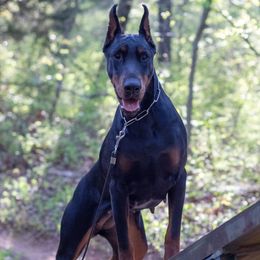 Jewel - Doberman Pinscher