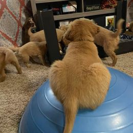 Golden Retriever Puppies from Mueller’s Furry Farm