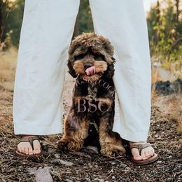 Yogi - Cockapoo