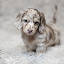 Dachshund Puppies from Sunshine Acres Dachshunds