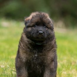 German Shepherd Puppies from Crescent Lake Shepherds