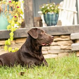 Ruby - Labrador Retriever