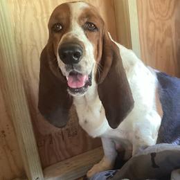 Elsie - Basset Hound