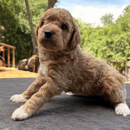 Goldendoodle Puppies from Bethel Stream Goldendoodles