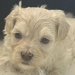 Nieve - Cream female Maltipoo puppy in Lebanon, Kentucky from Mosaic Merle Doodles