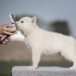Shout - White male Berger Blanc Suisse puppy in Chestnut, Illinois from Fireside Fernweh