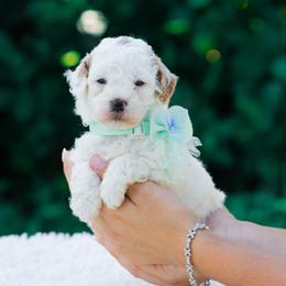 Bonnie - Parti female Goldendoodle puppy in Fort Myers, Florida from Corgis & Doodles