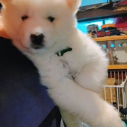Boy 1 - White male Siberian Husky puppy in Porter Corners, New York from Gemstone Huskys