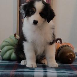 Boy 2 - Black tri-color male Australian Shepherd puppy in Anthony, Florida from Calypso Australian Shepherds and Chow Chows