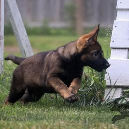 German Shepherd Puppies from Di Massimo Canile