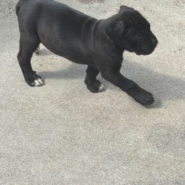 Girl 3 - Black brindle female Cane Corso puppy in Gwinnett County, Georgia from Better Than You Cane Corso’s