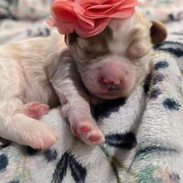 Tiana - Blenheim female Cavapoo puppy in Truckee, California from Heavenly Goldendoodles