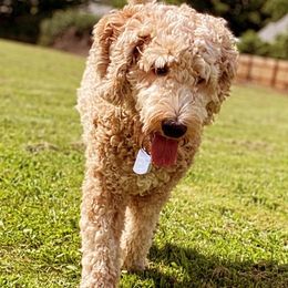 Australian Labradoodles from Signature Labradoodles