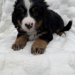Rajah - Black rust and white male Bernese Mountain Dog puppy in Carroll County, Virginia from Blue Ridge Bernese