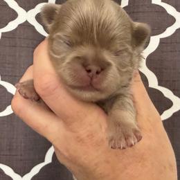 Zade - Blue and white male Chihuahua puppy in Newport Beach, California from Exotic City Pomeranians and chihuahuas