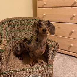 Miley - Dachshund
