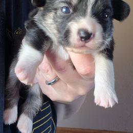 Savannah - Black and white female American Corgi puppy in Checotah, Oklahoma from Skoal Creek Corgi's