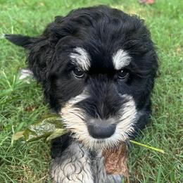 Lilo (Pink) - female Golden Mountain Doodle puppy in Boiling Springs, South Carolina from OlliePups, LLC