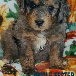 Uncle Fester - Merle male Bernedoodle puppy in Beecher, Illinois from Erica’s Doodles