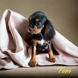 Cavalier King Charles Spaniel, Cavapoo, and Poodle Puppies from Maria's Pups
