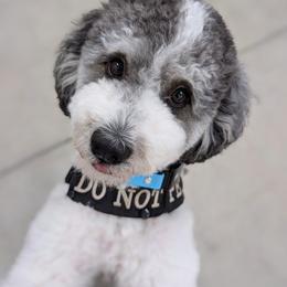Toshi - Poodle