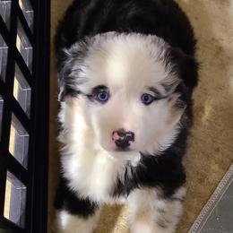 Miniature Australian Shepherd and Toy Australian Shepherd Puppies from Beasley Acres Aussies