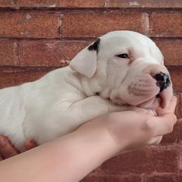 Boy 3 - White male Dogo Argentino puppy in Morgan Hill, Pennsylvania from De la Fuerza De Dios