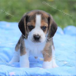 Beagle and Boston Terrier Puppies from Marti Acres ~ Boston Terrier & Beagles