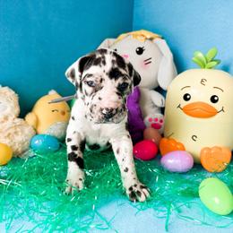 Liam - Harlequin male Great Dane puppy in Climax, Michigan from Beaver Creek Danes