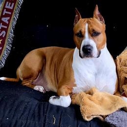 American Staffordshire Terrier puppies from Bold & Beautiful Amstaffs