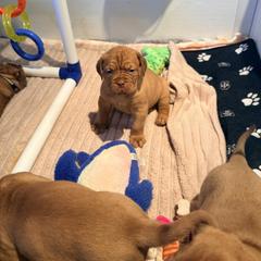 Girl 1 - Red female Dogue de Bordeaux puppy in Summit, New Jersey from Bolshaya Bordeaux