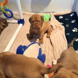 Girl 1 - Red female Dogue de Bordeaux puppy in Summit, New Jersey from Bolshaya Bordeaux