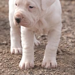Female puppy - White female Dogo Argentino puppy in Alpine, Texas from Storm Dogos & Country Corgis
