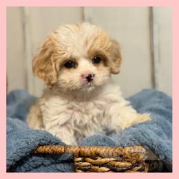 Boy 2 - Blenheim male Cavachon puppy in Smoot, Wyoming from Designer Mountain Mutts