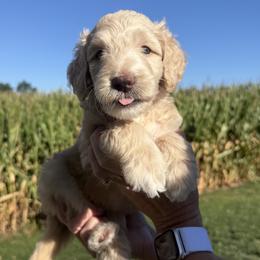 Barrington (Barry) - Fawn and white male Sheepadoodle puppy in Lancaster, Pennsylvania from Bitler Family Puppies