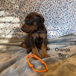 Orange Boy - Red and rust male Doberman Pinscher puppy in Knox, Indiana from Double River Dobermans