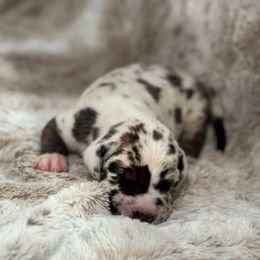 Ruffio - Harlequin male Great Dane puppy in Montgomery, Texas from KD Sweet Southern Danes