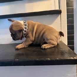 Rocko - Blue male French Bulldog puppy in Taylorsville, North Carolina from SilverLining highlands and hounds