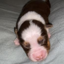 Miniature Australian Shepherd Puppies from Duncan’s Miniature Australian Shepherds